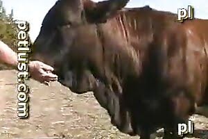 zoo sex,bestiality